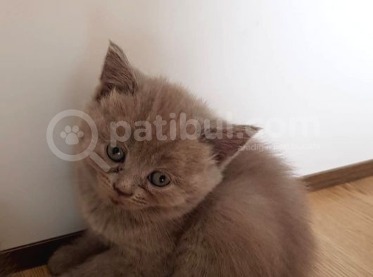 Yavrularımız Evlerine Gitmeyi Bekliyor görsel