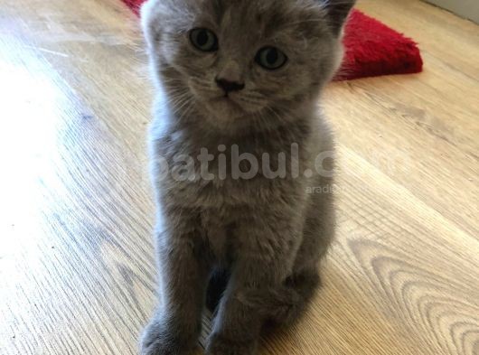 Yavrularımız Evlerine Gitmeyi Bekliyor görsel