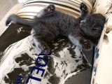 Scottish Fold Yavrularımız