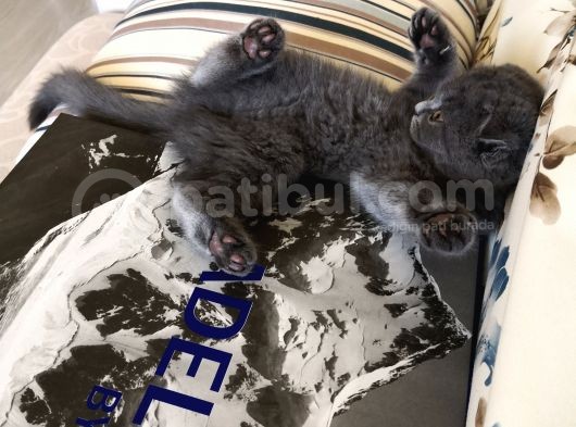 Scottish Fold Yavrularımız görsel