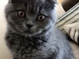 Scottish Fold Yavrularımız