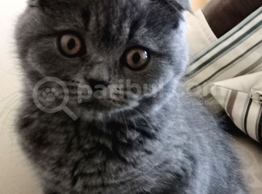 Scottish Fold Yavrularımız görsel