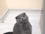 Scottish Fold Yavrularımız