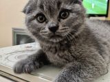Scottish Fold Yavrularımız