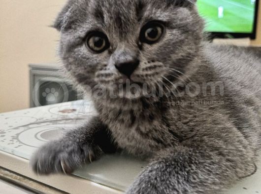 Scottish Fold Yavrularımız görsel