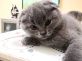 Scottish Fold Yavrularımız