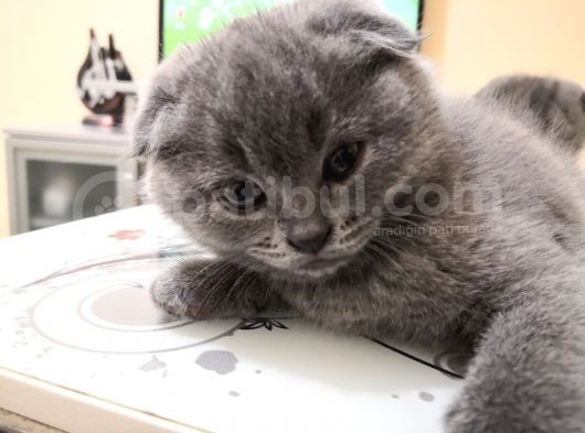 Scottish Fold Yavrularımız görsel