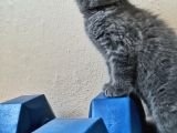 Scottish Fold Yavrularımız