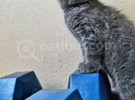 Scottish Fold Yavrularımız görsel