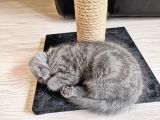 Scottish Fold Yavrularımız
