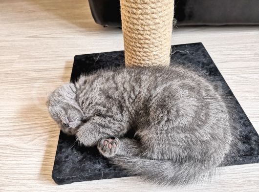 Scottish Fold Yavrularımız görsel