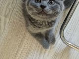 Scottish Fold Yavrularımız