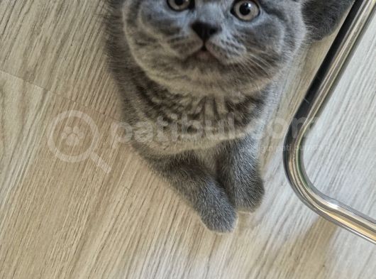 Scottish Fold Yavrularımız