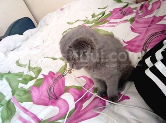 2.5 Aylık Scottish Fold Yavru görsel