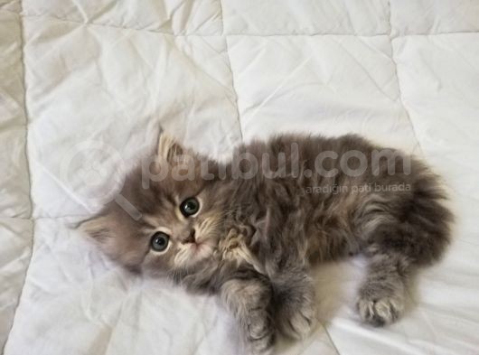 Sevimli Chinchilla Yavrularım Sahiplendirilmeyi Bekliyor görsel