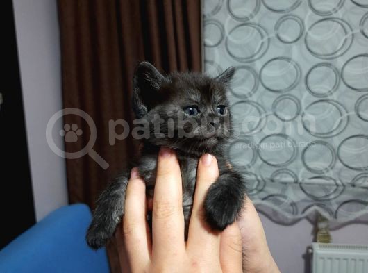 Scottish (Baba)-Bombay(Anne) görsel
