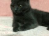 Safkan British Shorthair Erkek 2 Aylık