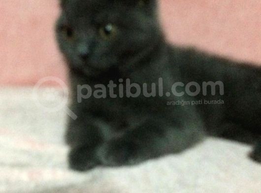 Safkan British Shorthair Erkek 2 Aylık