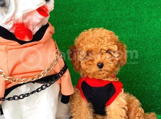 Poodle Yavrularımız Gelmiştir görsel