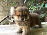 Mükemmel Chowchow Bebekler!!!