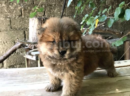 Mükemmel Chowchow Bebekler!!! görsel