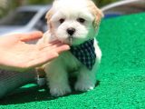 Yakışıklı Oğlumuz Maltese Terrier