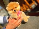 Ayı Surat Pomeranian Boo