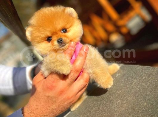 Ayı Surat Pomeranian Boo görsel