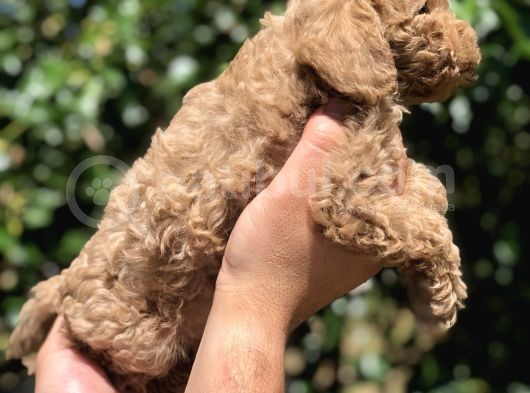 Poodle Yavrularımız Gelmiştir görsel