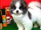 Tüy Dökülmesi Az Olan Pomeranian