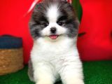Tüy Dökülmesi Az Olan Pomeranian