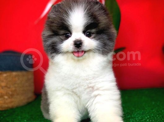 Tüy Dökülmesi Az Olan Pomeranian