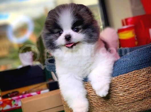 Tüy Dökülmesi Az Olan Pomeranian görsel