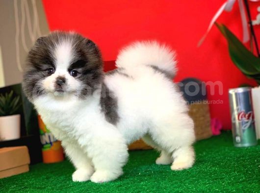 Tüy Dökülmesi Az Olan Pomeranian görsel
