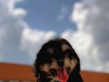 Sevimli Köpek Morkie Yavrumuz