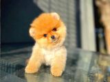 Ayı Surat Pomeranian Boo