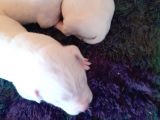 Mükemmel Safkan Dogo Argentino Yavruları