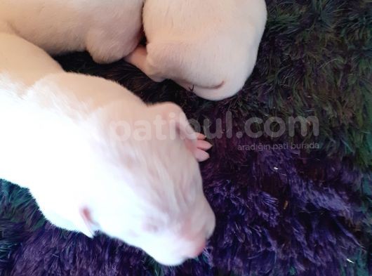 Mükemmel Safkan Dogo Argentino Yavruları görsel