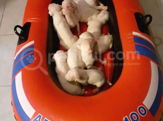 Mükemmel Safkan Dogo Argentino Yavruları görsel