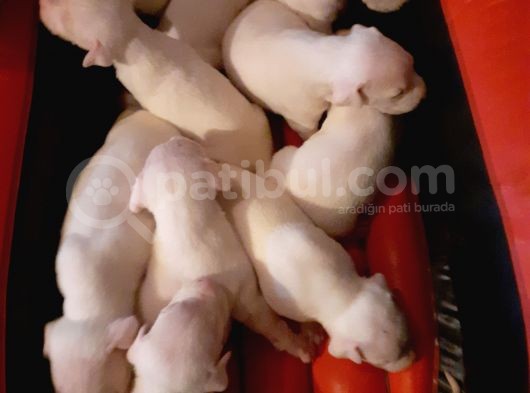 Mükemmel Safkan Dogo Argentino Yavruları