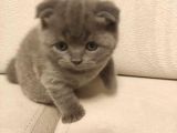 Scottish Fold  Teslime Hazır Anne Altından Yavru