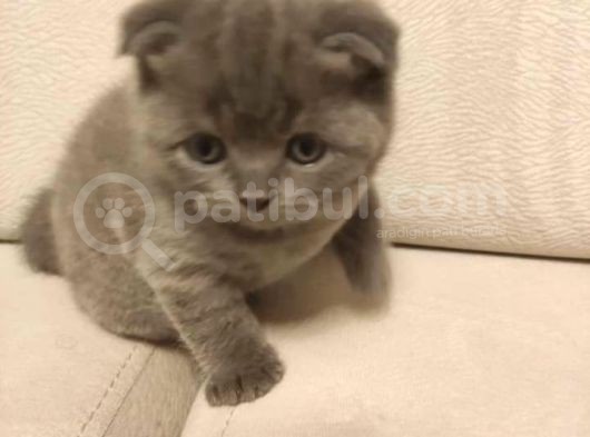 Scottish Fold  Teslime Hazır Anne Altından Yavru