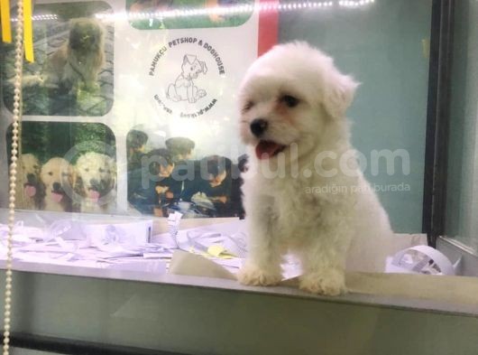 Maltese Yavrularımız