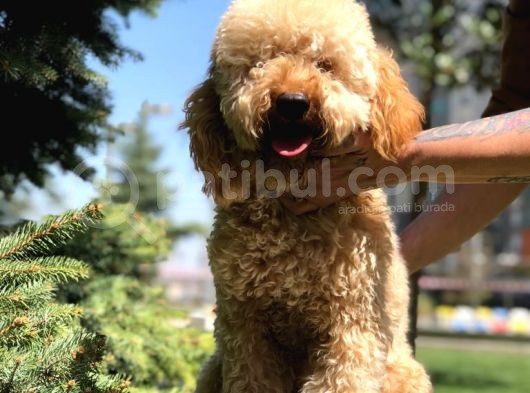 Miniatür Poodle Barney görsel