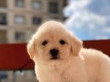 Orijinal Maltipoo Bebeklerimiz
