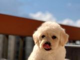 Orijinal Maltipoo Bebeklerimiz