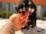 Sevimli Köpek Morkie Yavrumuz