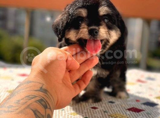 Sevimli Köpek Morkie Yavrumuz görsel