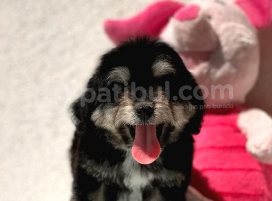 Sevimli Köpek Morkie Yavrumuz