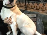 Dev Dogo Argentino